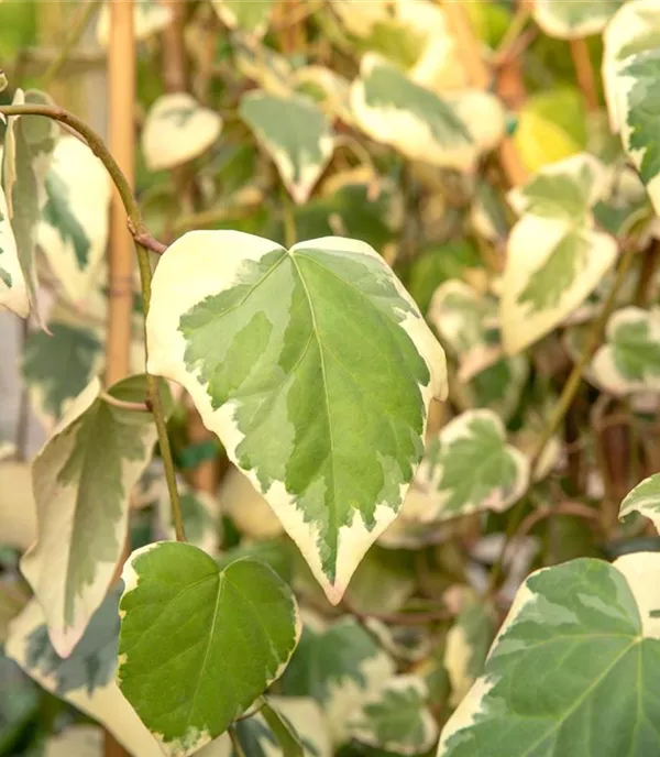 Hedera colchica 'Dentata Variegata'