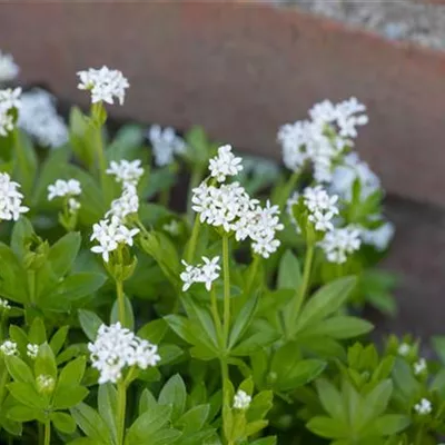 Topfgrösse 0.5 Liter - Echter Waldmeister - Galium odoratum