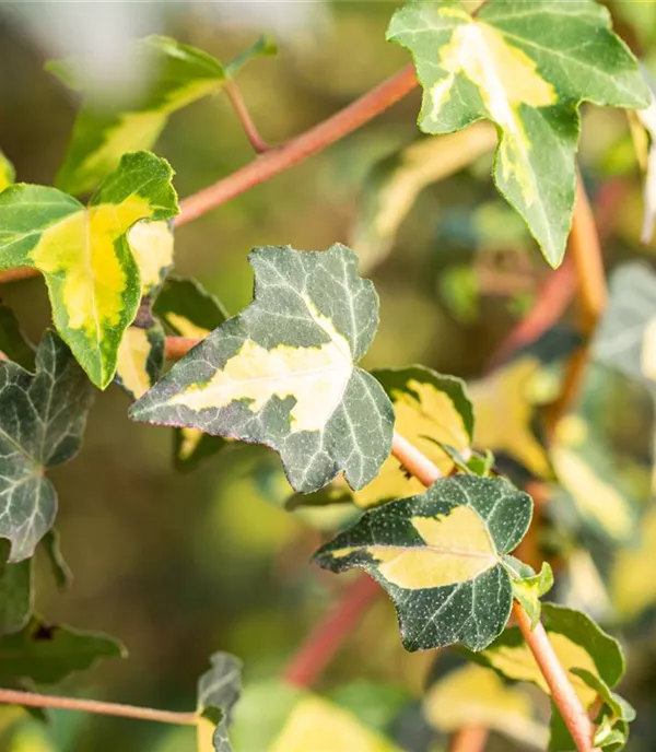 Hedera helix 'Goldheart'