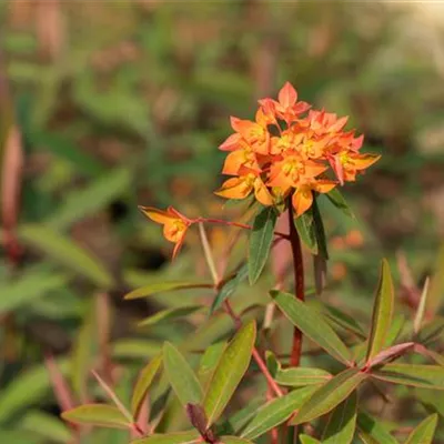 Topfgrösse 1 Liter - Wolfsmilch - Euphorbia griffithii 'Fireglow'