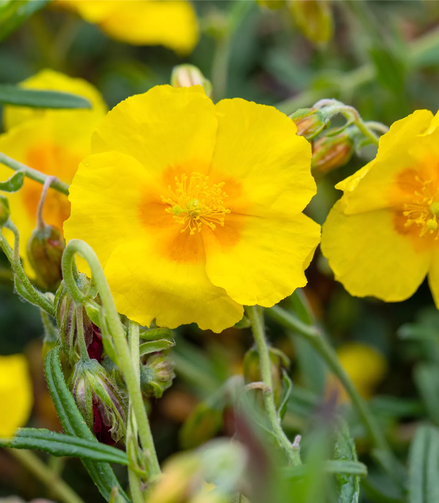 Helianthemum 'Golden Queen'