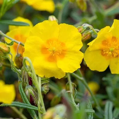 Topfgrösse 0.5 Liter - Sonnenröschen - Helianthemum 'Golden Queen'