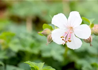 Geranium x cantabrigiense 'Biokovo'