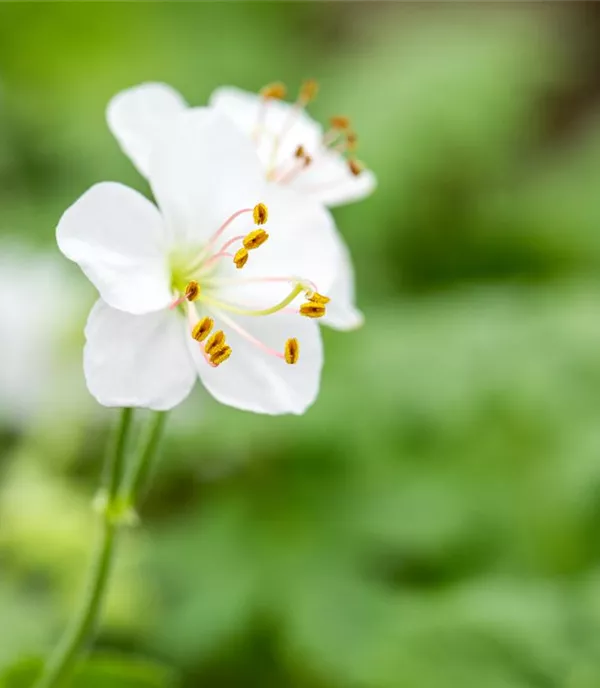 Geranium cantabrigiense (x) 'Biokovo'