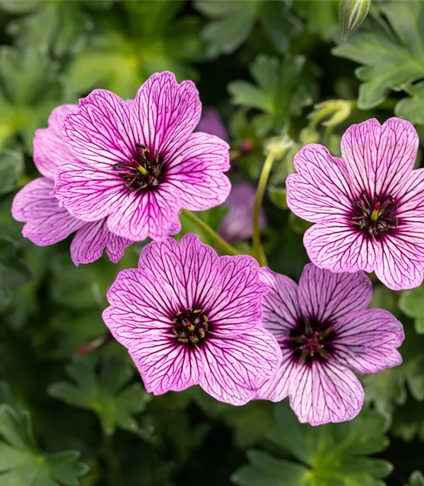 Geranium cinereum 'Ballerina'