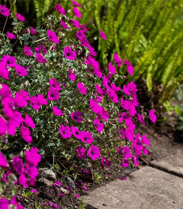 Geranium cinereum 'Giuseppii'