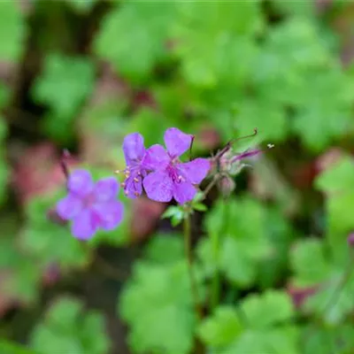 Topfgrösse 0.5 Liter - Storchschnabel - Geranium macrorrhizum 'Velebit'