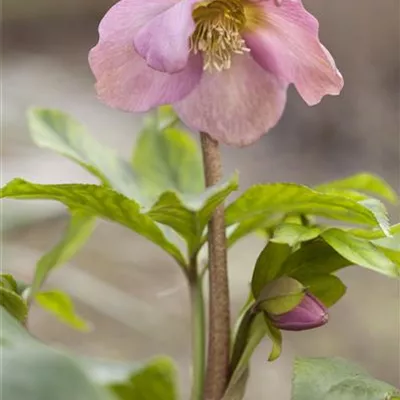 Topfgrösse 1 Liter - Lenzrose - Helleborus orientalis Rosa Töne