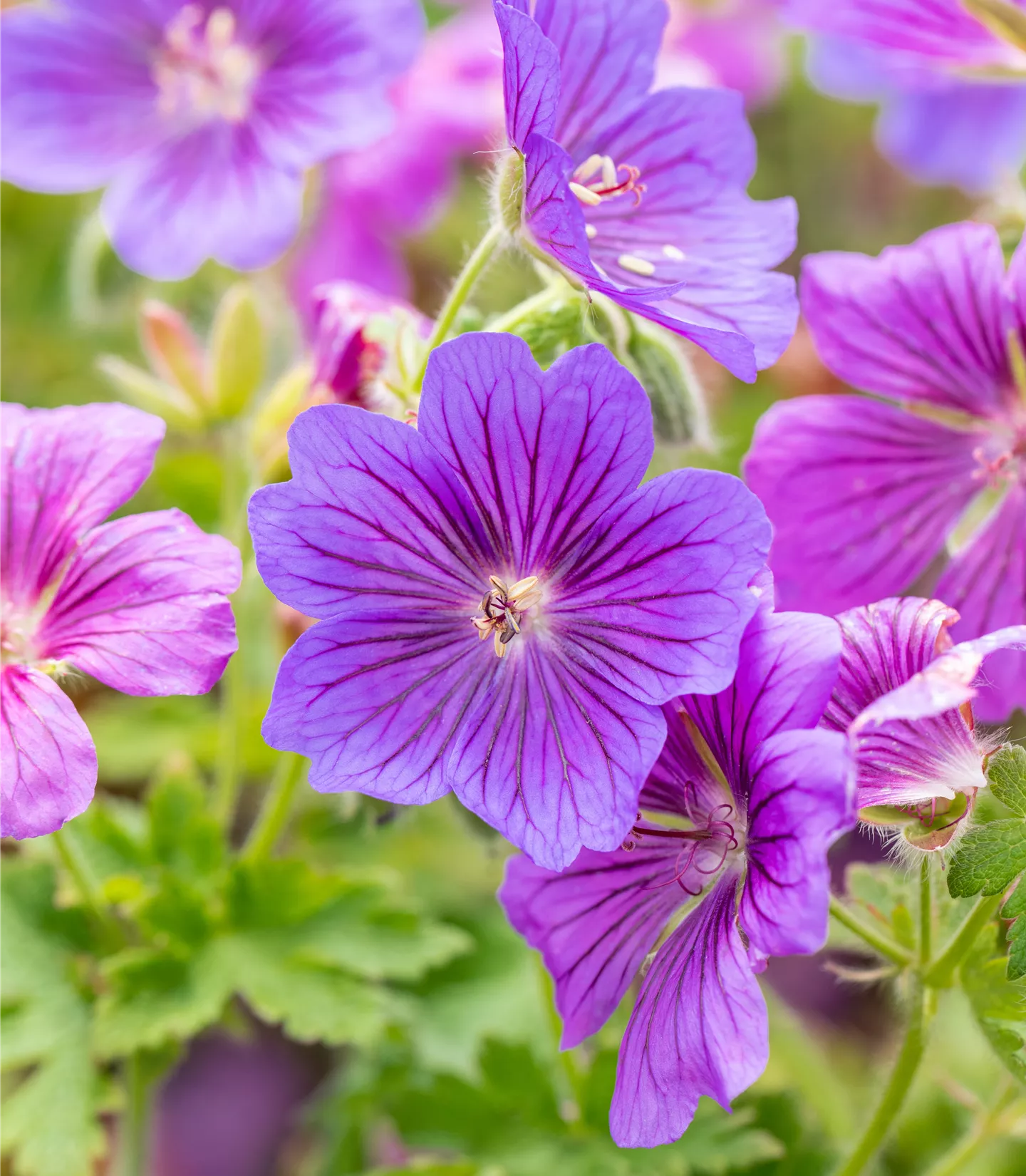 Geranium magnificum (x) 'Rosemoor'