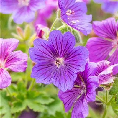 Topfgrösse 0.5 Liter - Storchschnabel - Geranium magnificum (x) 'Rosemoor'