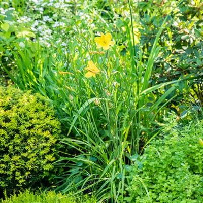 Topfgrösse 1 Liter - Taglilie - Hemerocallis 'Canary Glow'