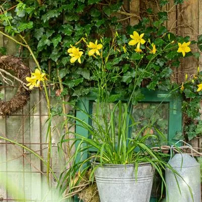 Topfgrösse 1 Liter - Taglilie - Hemerocallis citrina