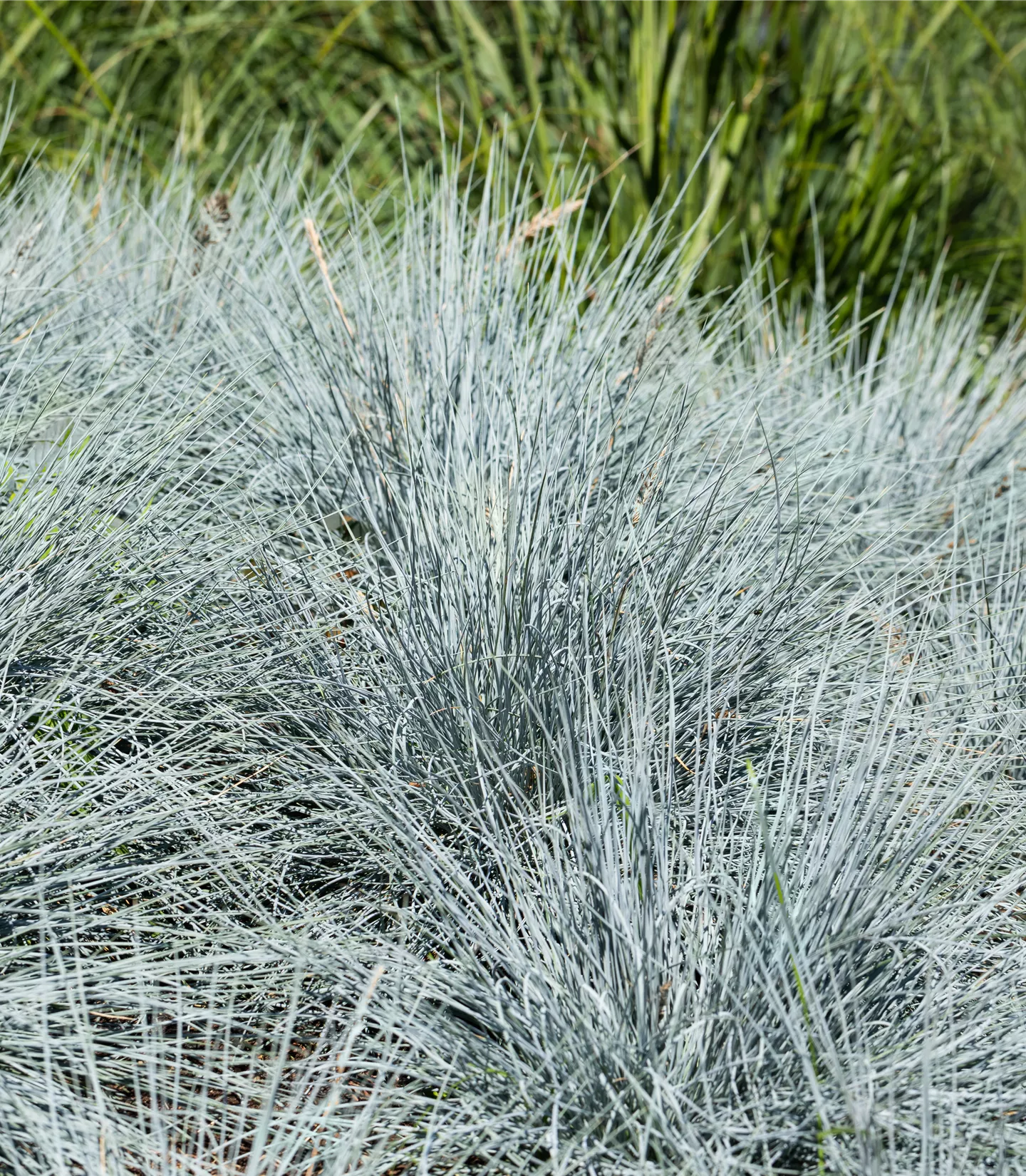 Festuca glauca