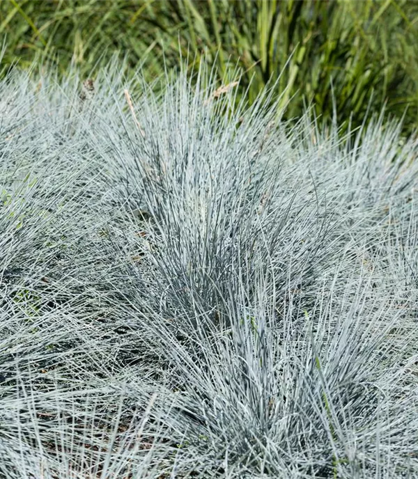 Festuca glauca