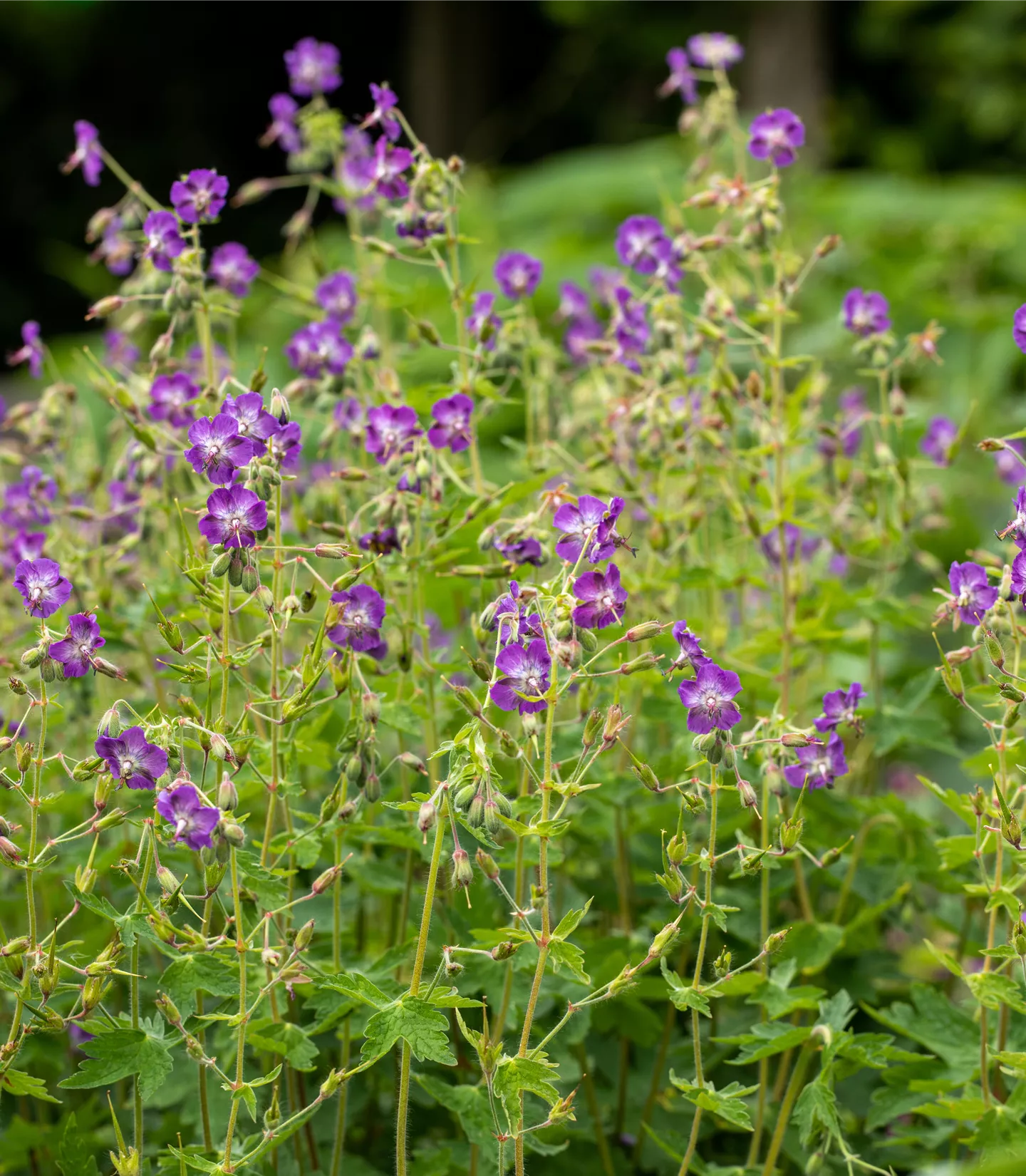 Geranium pratense 'Mrs Kendall Clark'