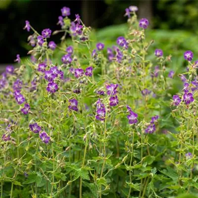 Topfgrösse 0.5 Liter - Wiesen-Storchschnabel - Geranium pratense 'Mrs Kendall Clark'