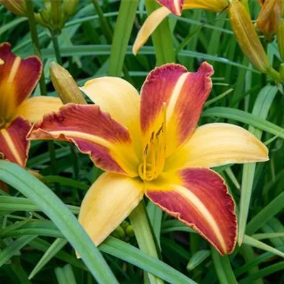 Topfgrösse 1 Liter - Taglilie - Hemerocallis 'Frans Hals'