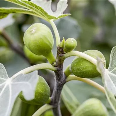 Container 50 - 60 - Feigenbaum - Ficus carica