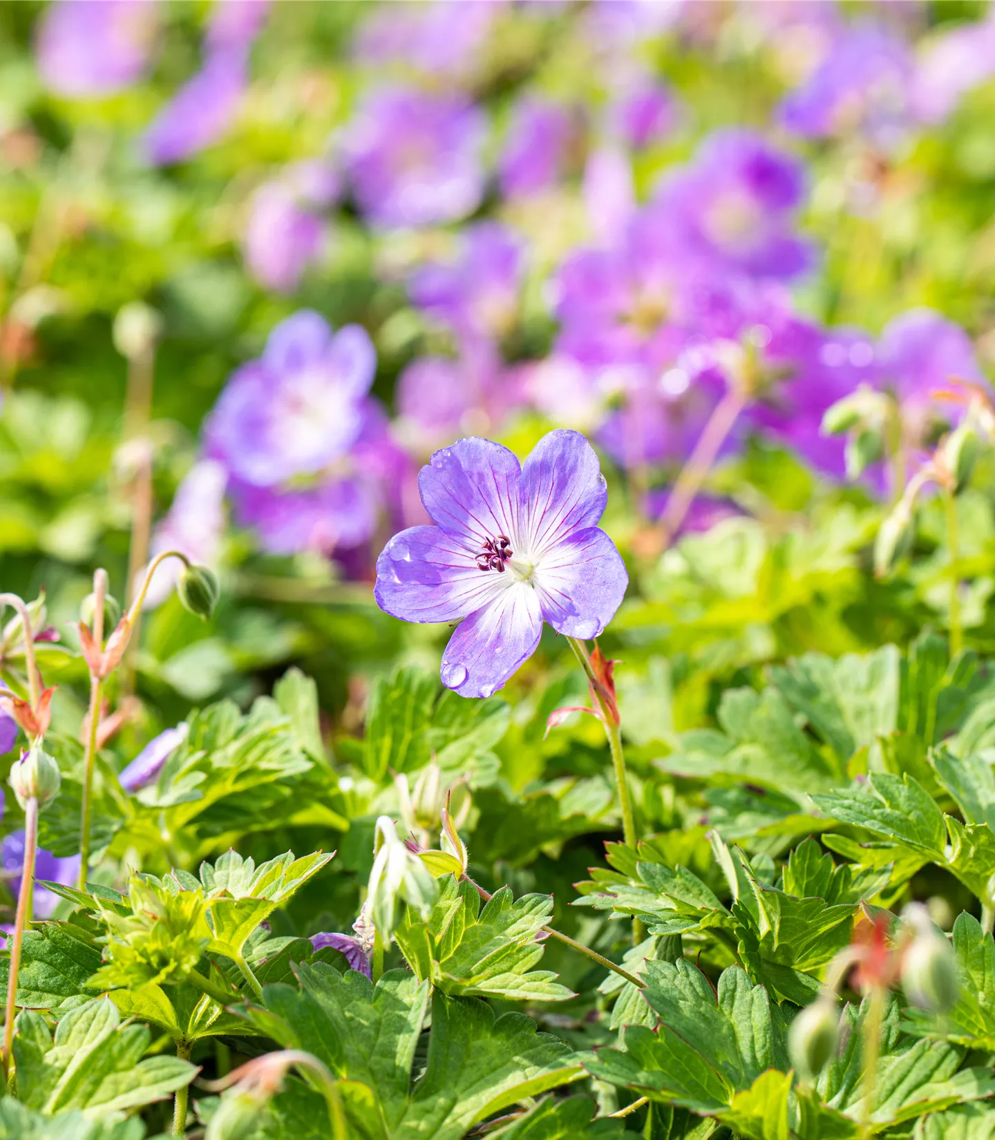 Geranium 'Rozanne'