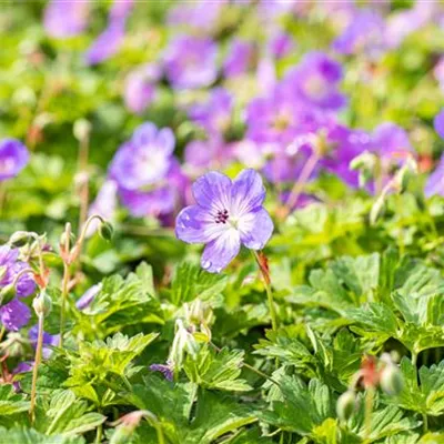 Topfgrösse 0.5 Liter - Storchschnabel - Geranium 'Rozanne'