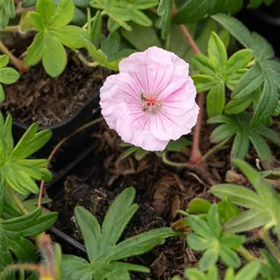 Topfgrösse 0.5 Liter - Blutroter Storchschnabel - Geranium sang. var. striatum