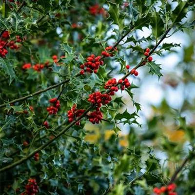 Container 60 - 70 - Gemeine Stechpalme - Ilex aquifolium