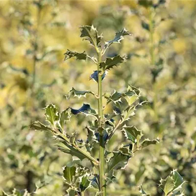 Container 70 - 80 - Gemeine Stechpalme - Ilex aquifolium 'Argentea Marginata'