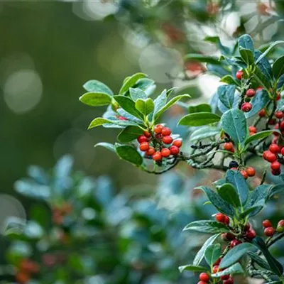 Container 60 - 70 - Gemeine Stechpalme - Ilex aquifolium 'J.C. van Tol'