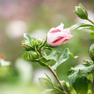 Container 50 - 60 - Hibiscus, Eibisch - Hibiscus syriacus 'Hamabo'