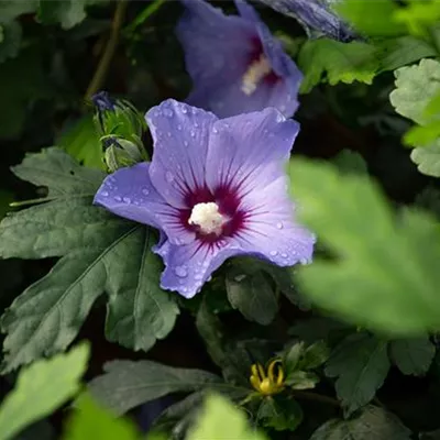 Container 50 - 60 - Hibiscus, Eibisch - Hibiscus syriacus 'Oiseau Bleu'