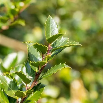 im Container Höhe 50 - 60cm - Stechpalme - Ilex meserveae (x) 'Blue Prince'