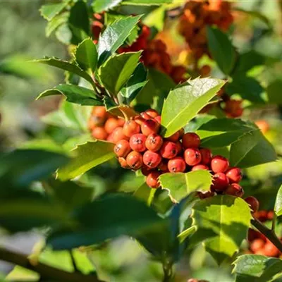 Container 60 - 70 - Stechpalme - Ilex meserveae (x) 'Heckenfee'