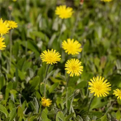 Topfgrösse 0.5 Liter - Langhaariges Habichtskraut - Hieracium pilosella