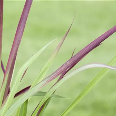 Topfgrösse 0.5 Liter - Blutgras - Imperata cylindrica 'Red Baron'