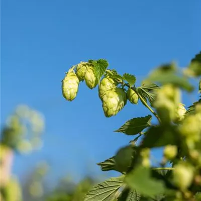 Topfgrösse 4 Liter - Hopfen - Humulus lupulus