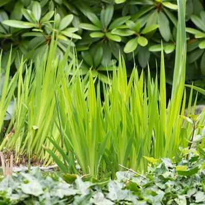 Topfgrösse 0.5 Liter - Gelbe Schwertlilie - Iris pseudacorus