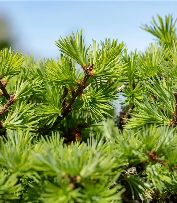 Larix decidua