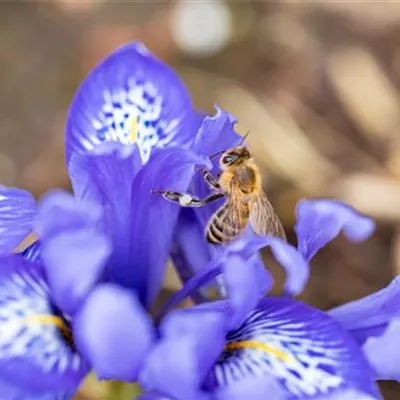 Topfgrösse 0.5 Liter - Frühjahrsiris - Iris reticulata