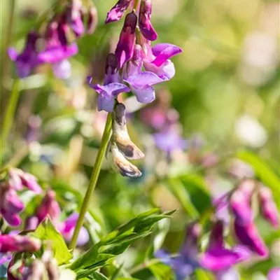 Topfgrösse 0.5 Liter - Frühlings-Platterbse - Lathyrus vernus