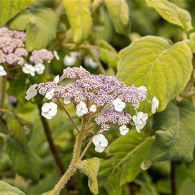 im Container 40 - 50 - Hortensie - Hydrangea aspera ssp. sargentiana