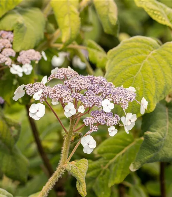 Hydrangea aspera ssp. sargentiana