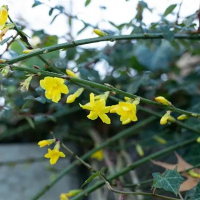 Topfgrösse 4 Liter - Winterjasmin - Jasminum nudiflorum