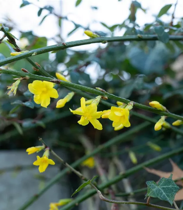 Jasminum nudiflorum