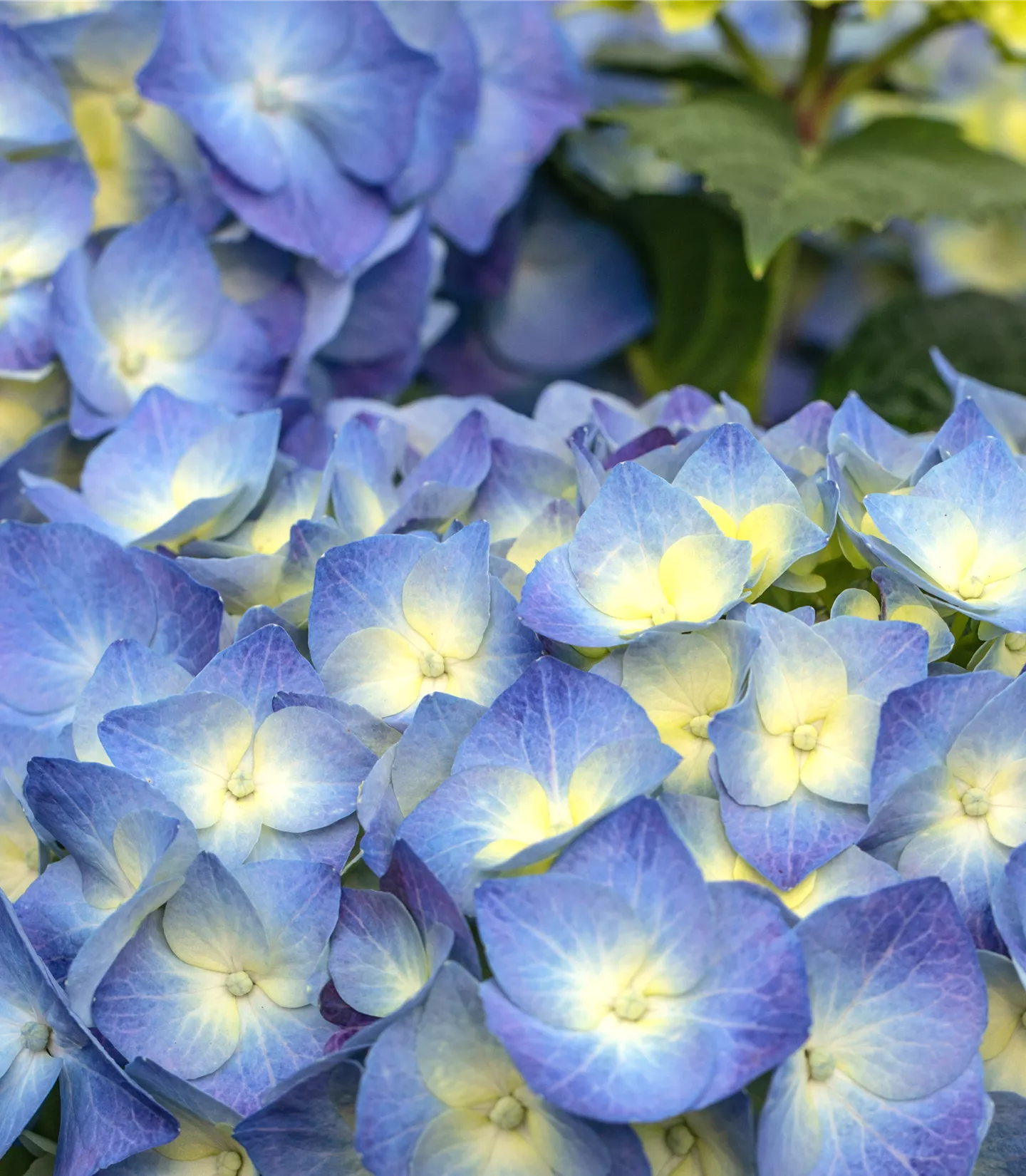 Hydrangea macrophylla 'Bela'