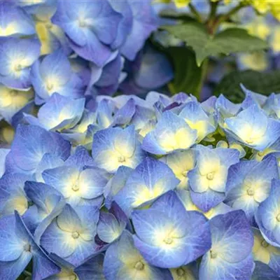 Topfgrösse 4 Liter - Hortensie - Hydrangea macrophylla 'Bela'