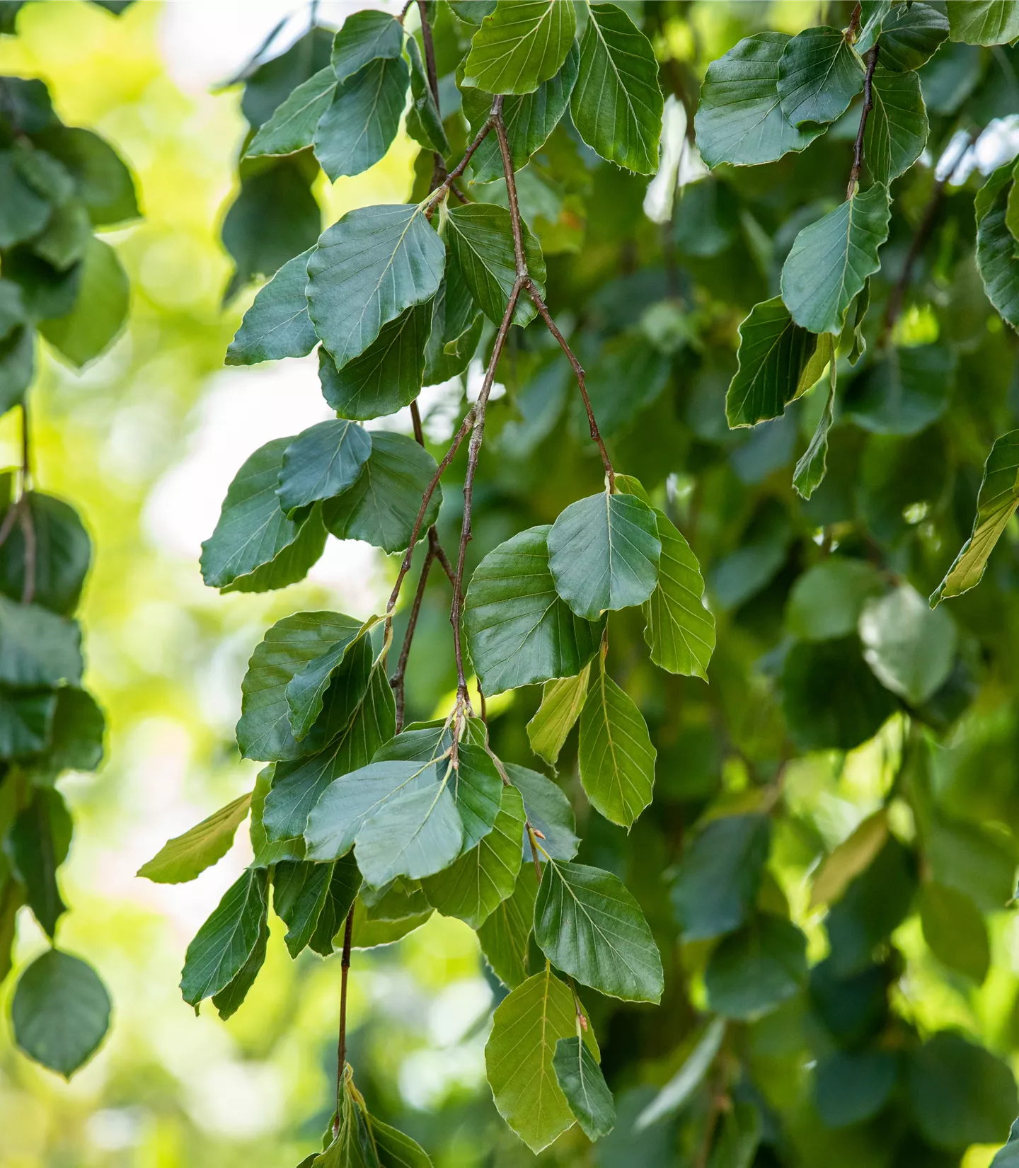 Fagus sylvatica 'Pendula'