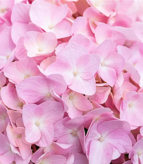 Hydrangea macrophylla 'Bouquet Rose'