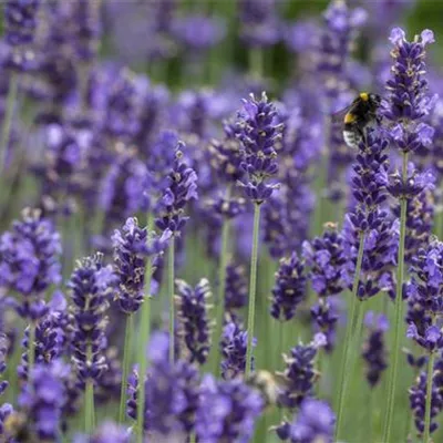 Topfgrösse 0.5 Liter - Lavendel - Lavandula angustifolia