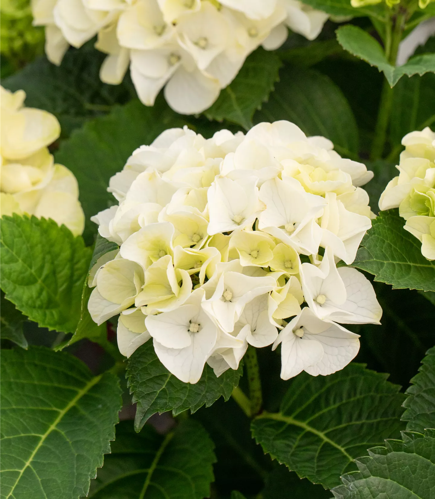 Hydrangea macrophylla 'The Bride'