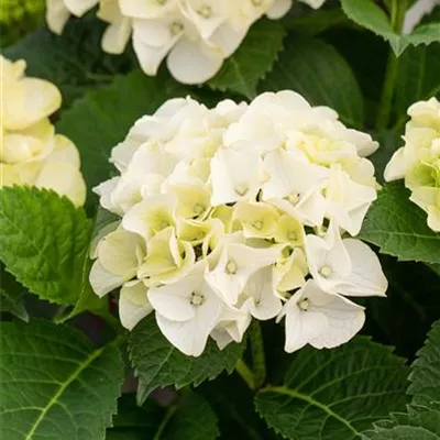 Topfgrösse 4 Liter - Hortensie - Hydrangea macrophylla 'The Bride'